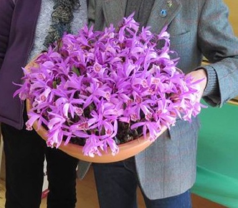 Плейона-орхидея для сада и дома