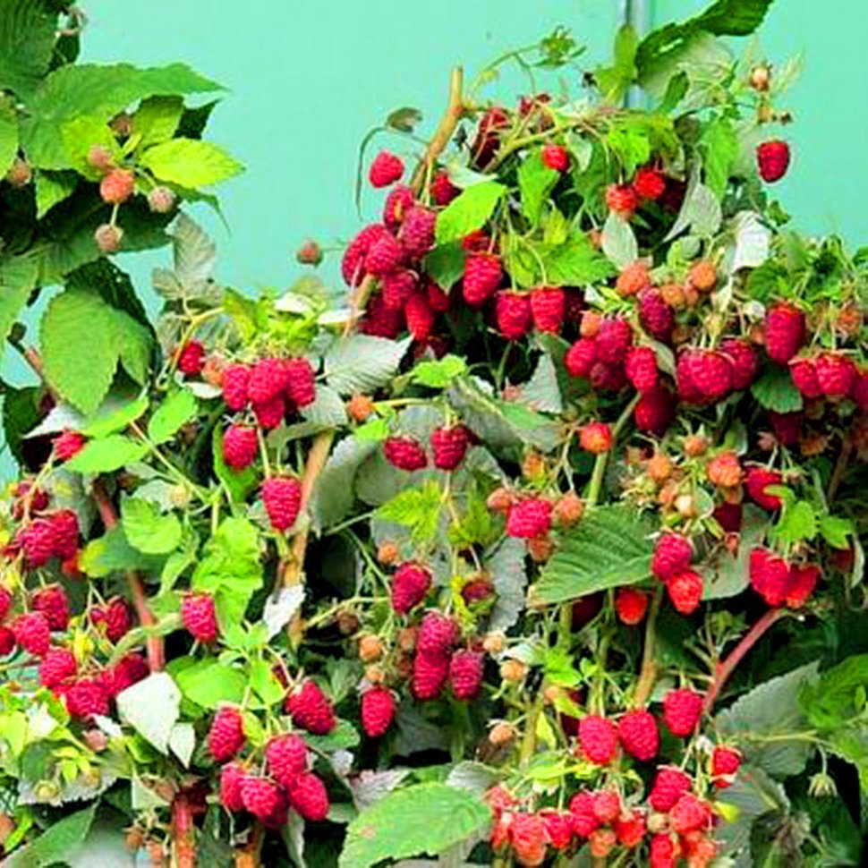 Плодово-ягодные кустарники малины