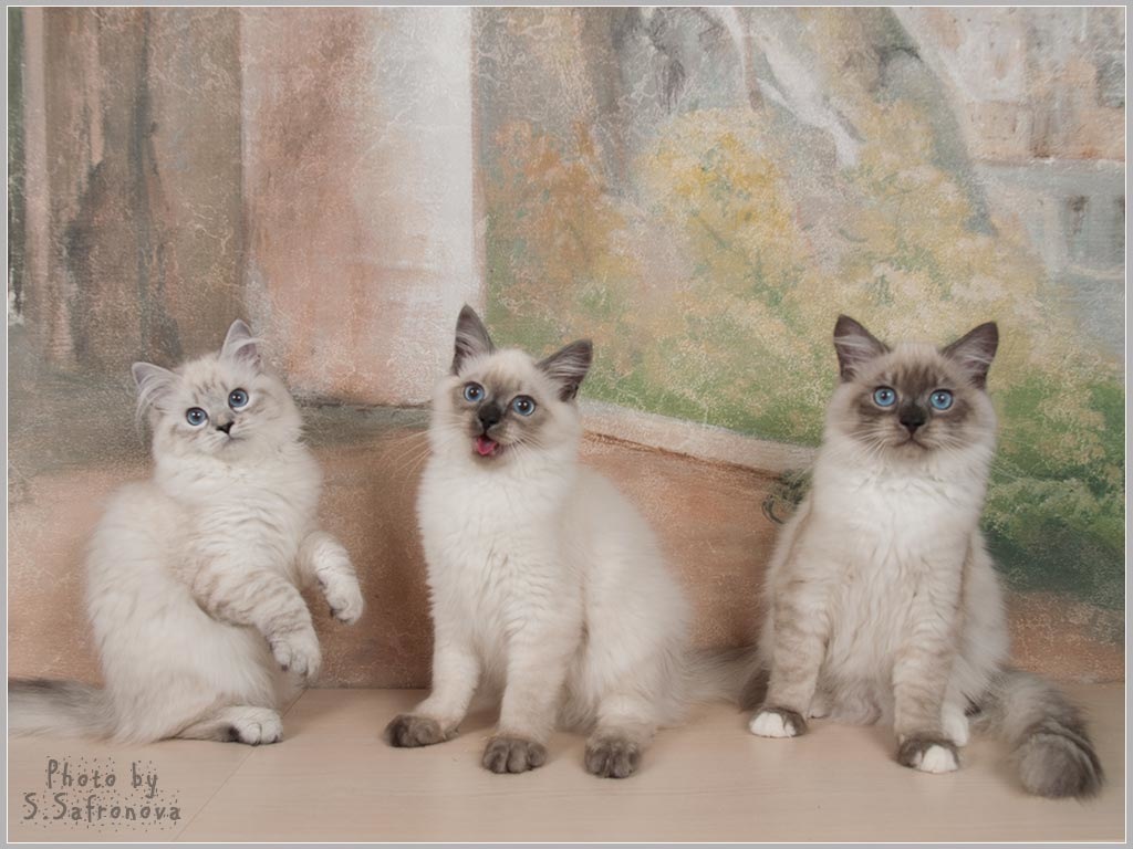 Просмотр объявления Невские маскарадные котята продаются