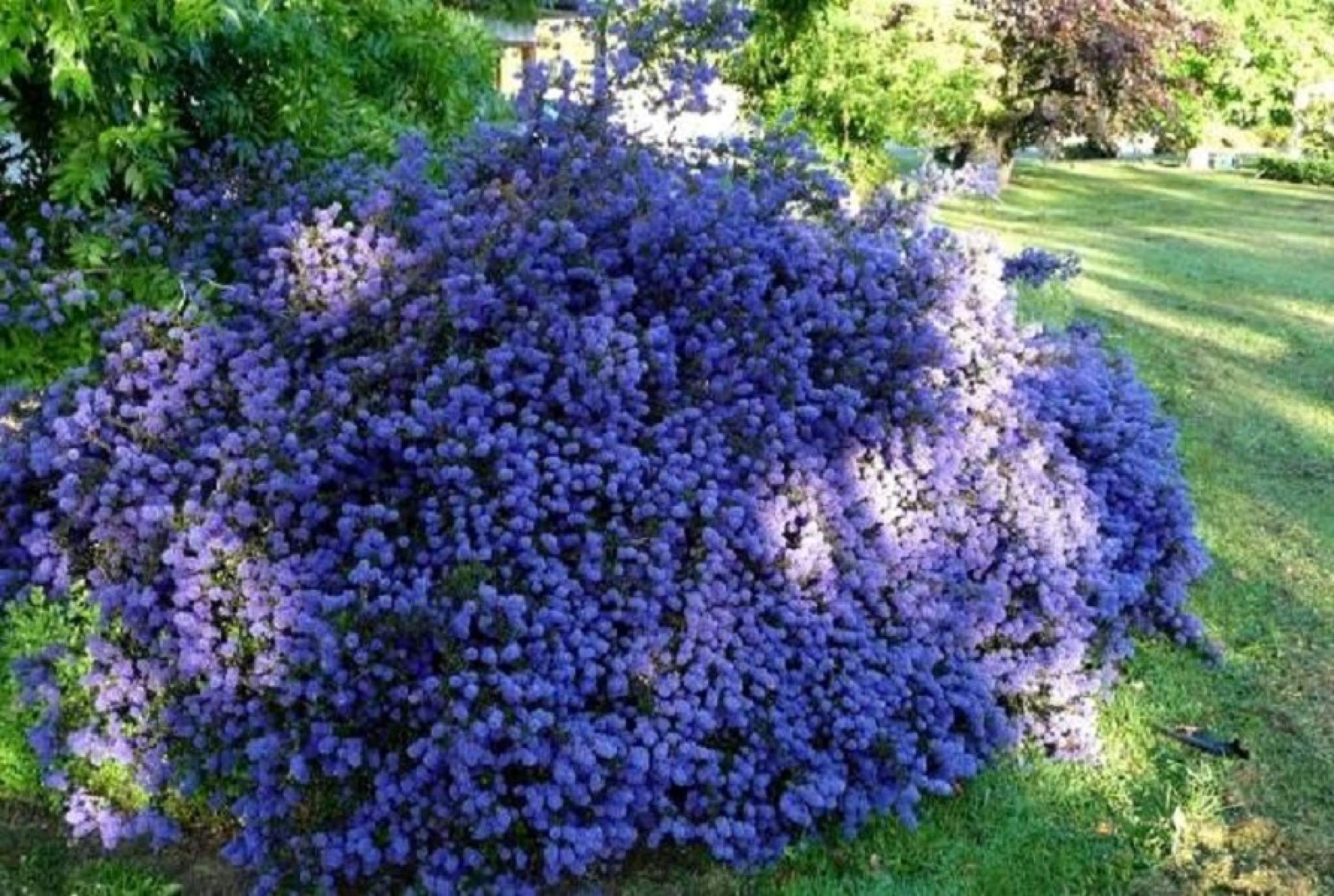 Высокие Синие Цветы Для Сада
