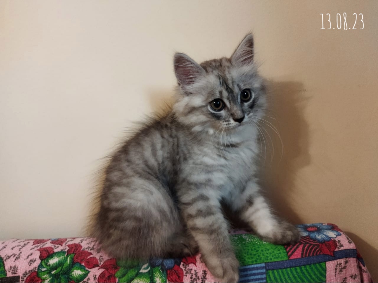 Просмотр объявления Клубный котенок Сибирской породы