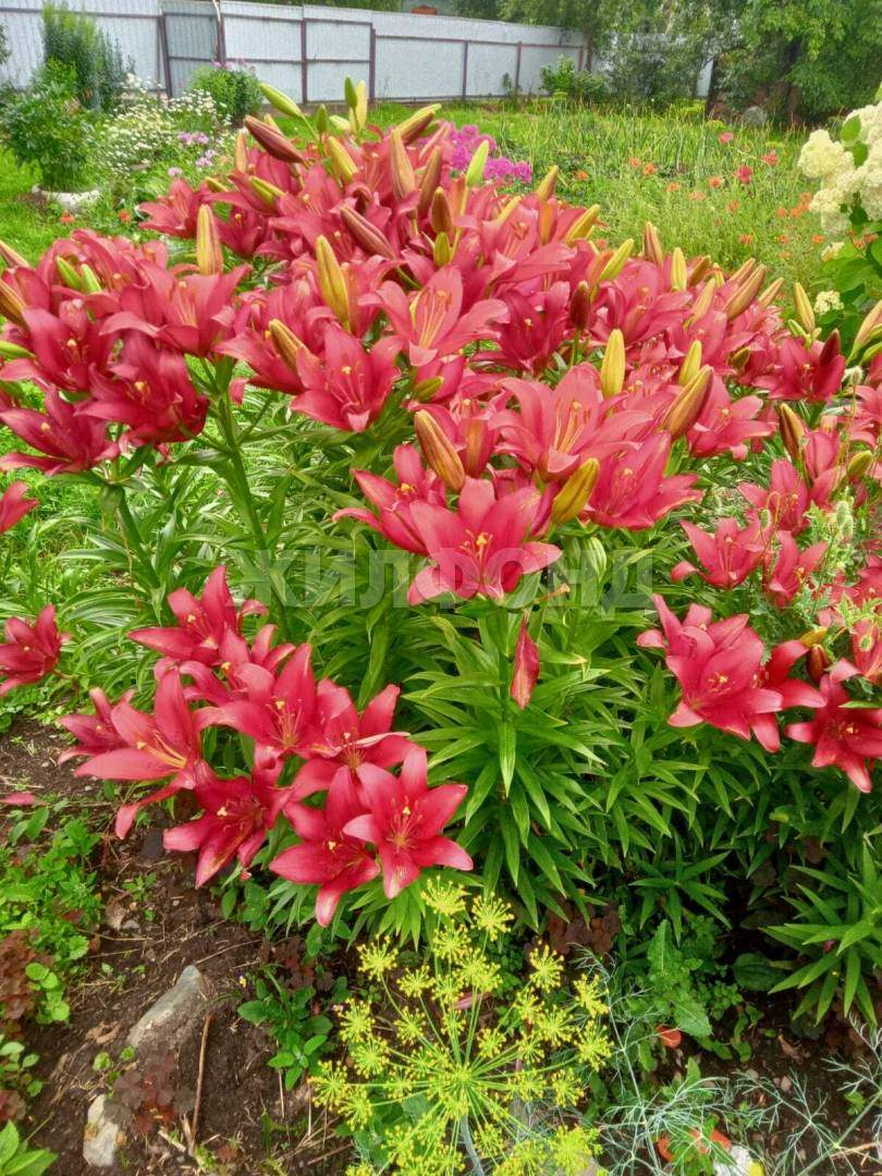 Дом на продажу в Алтайском, Озерная улица фото №8