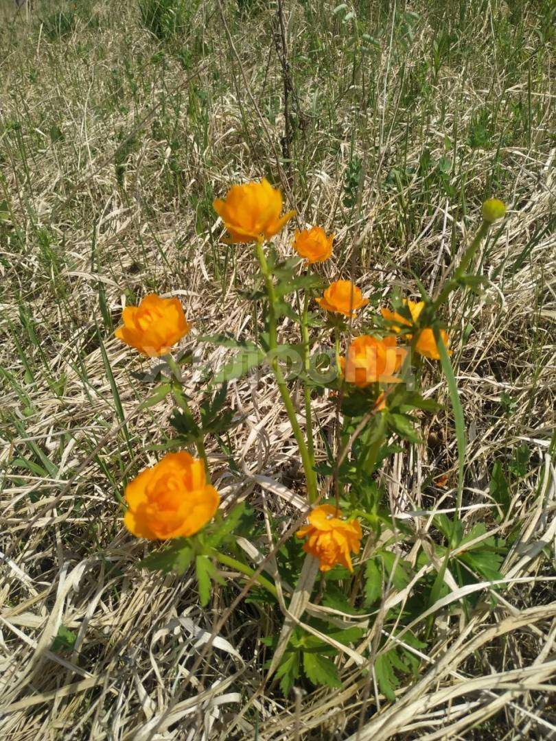 Продам земельный участок 18590 м.кв.