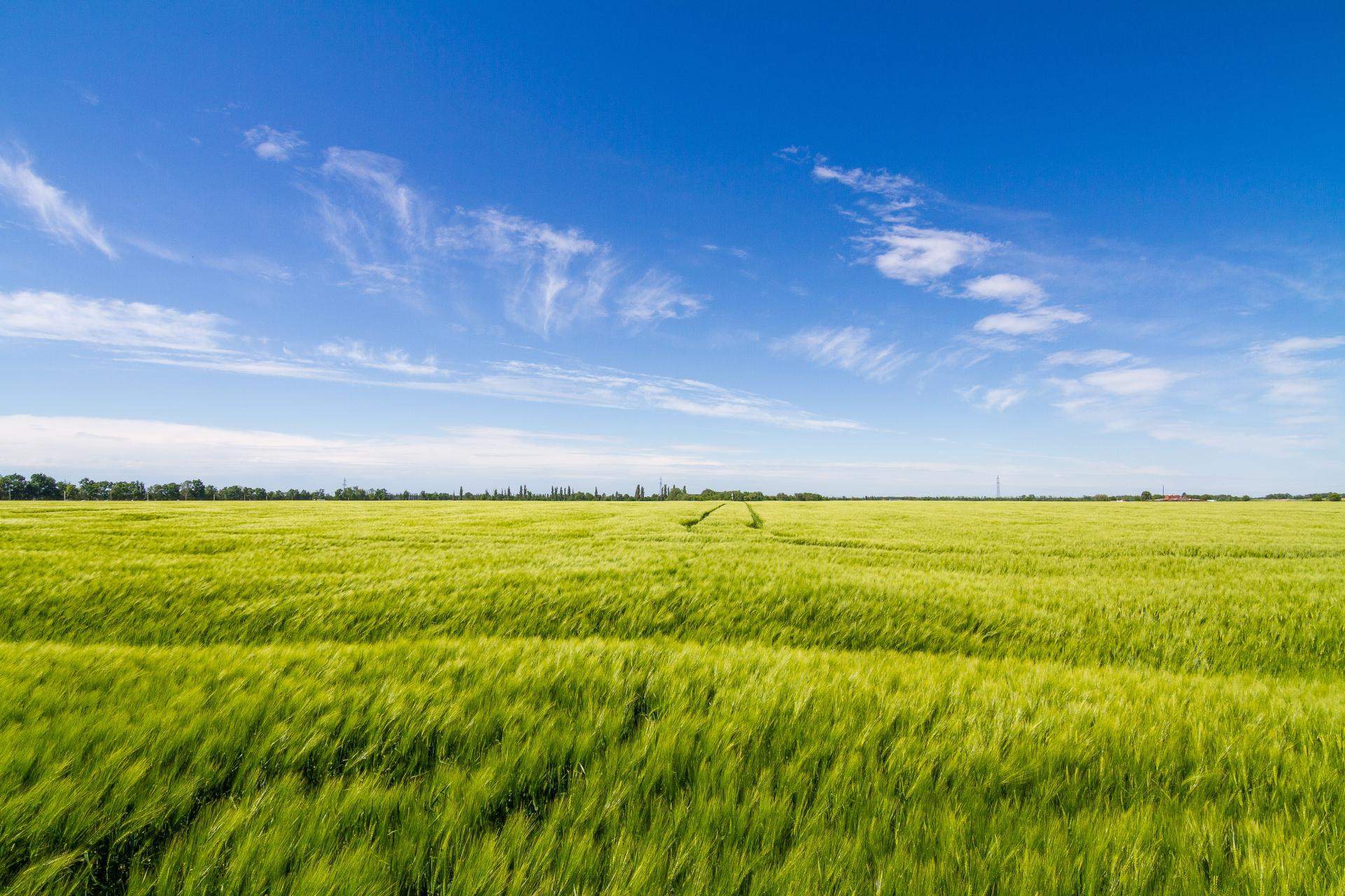 Сдам в аренду земельный участок 196100 м.кв.