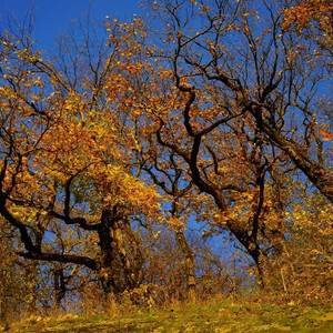 Продам земельный участок 20000 м.кв.