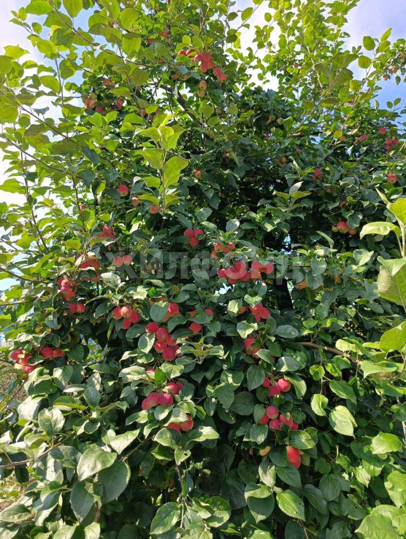 Продам земельный участок 600 м.кв.