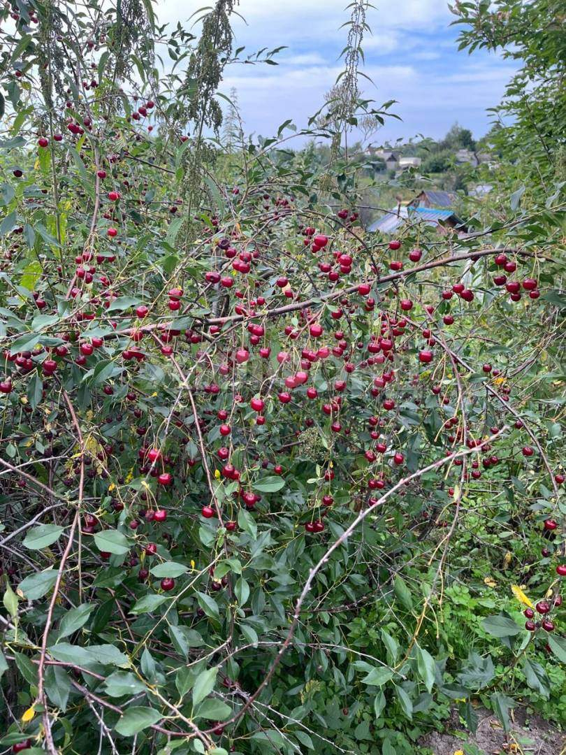 Продам земельный участок 600 м.кв.