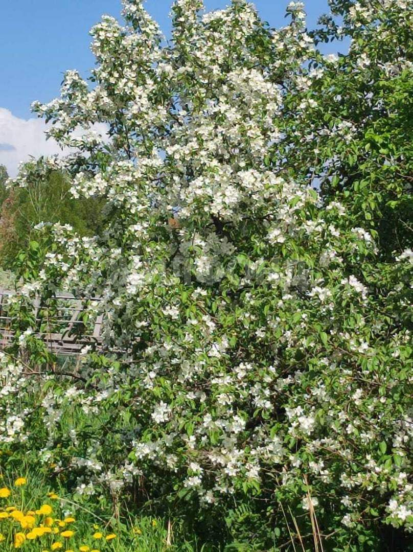 Продам земельный участок 730 м.кв.