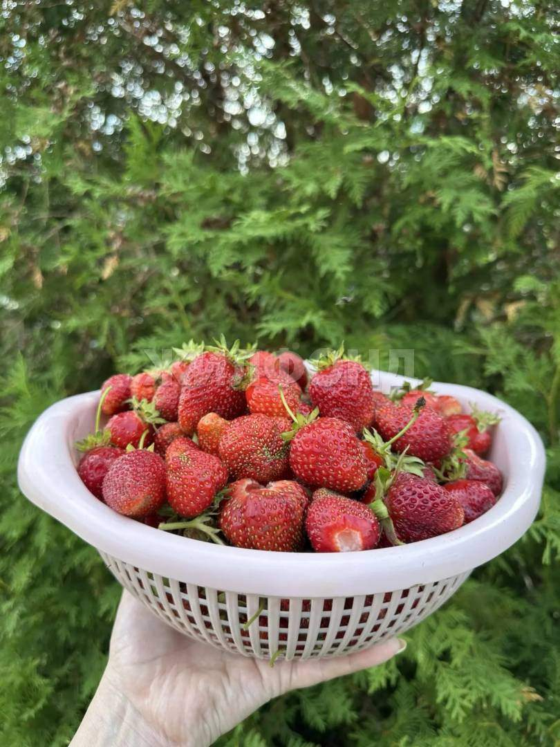 Дом на продажу в Коломино, Лесная улица фото №20