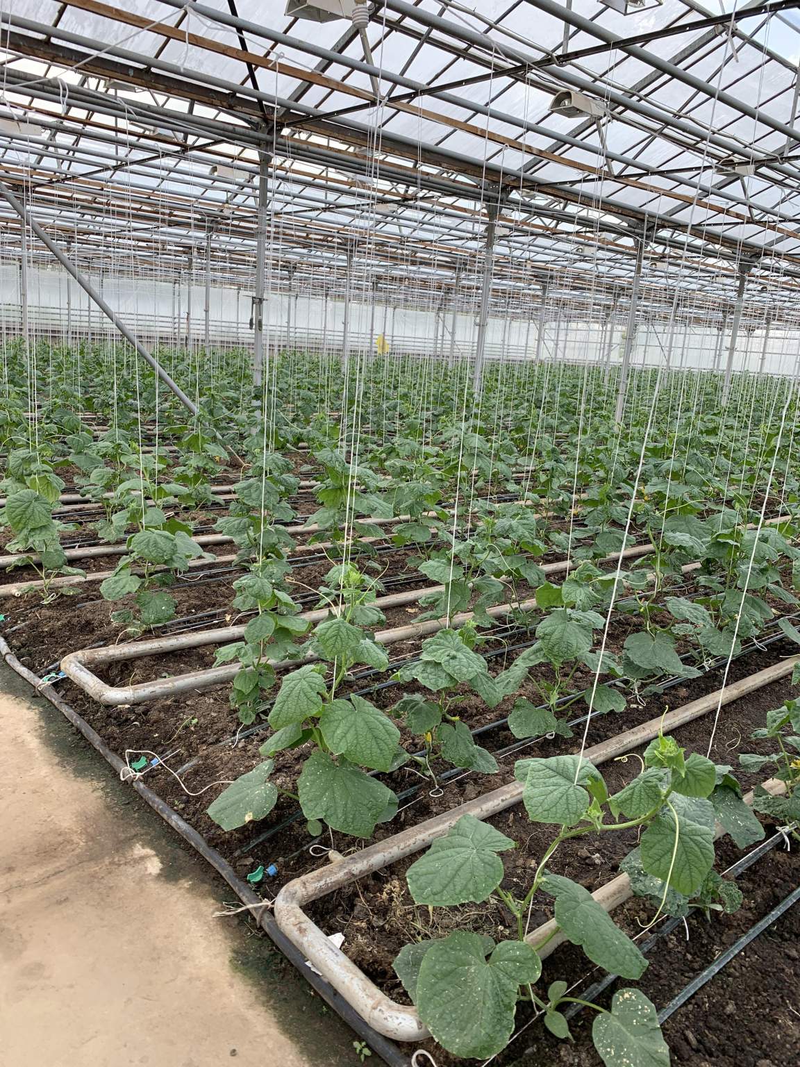 Продам производственное помещение 25550 м.кв.