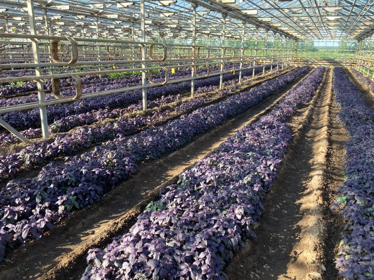 Продам производственное помещение 25550 м.кв.