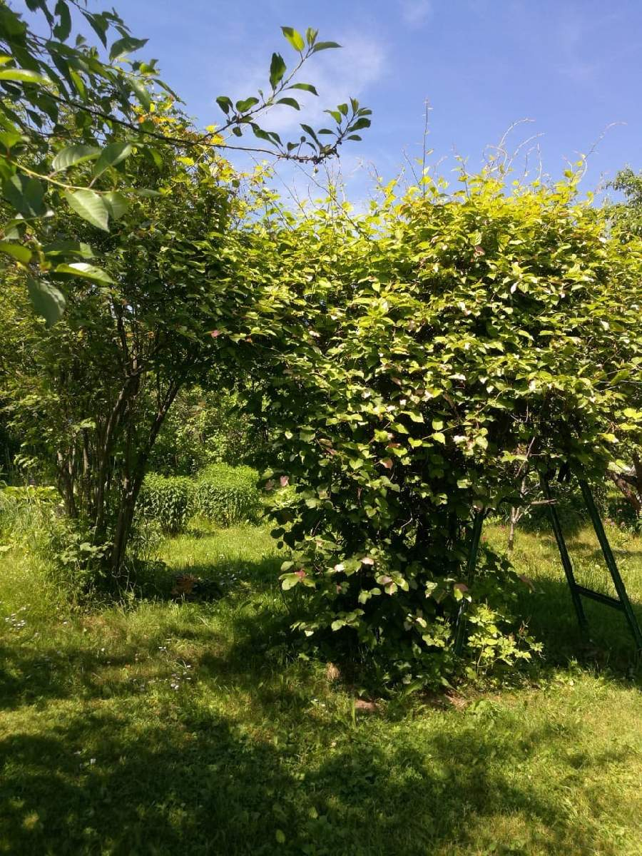 Продам земельный участок 3500 м.кв.