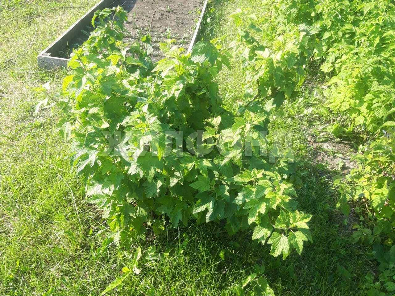 Продам земельный участок 600 м.кв.