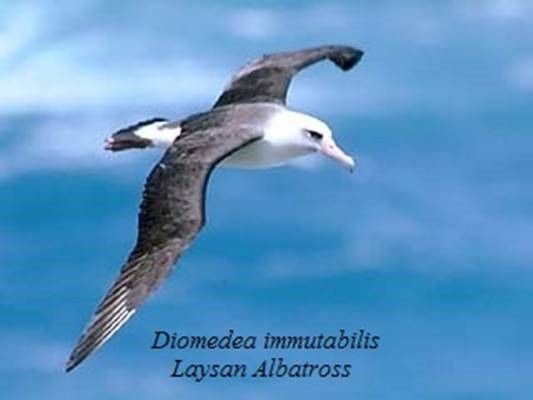 ООО «ЛАЙСАН»