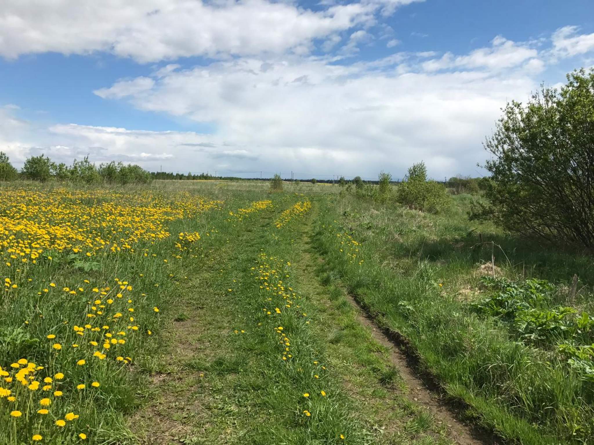 Продажа участка, Оредеж, Сазанова