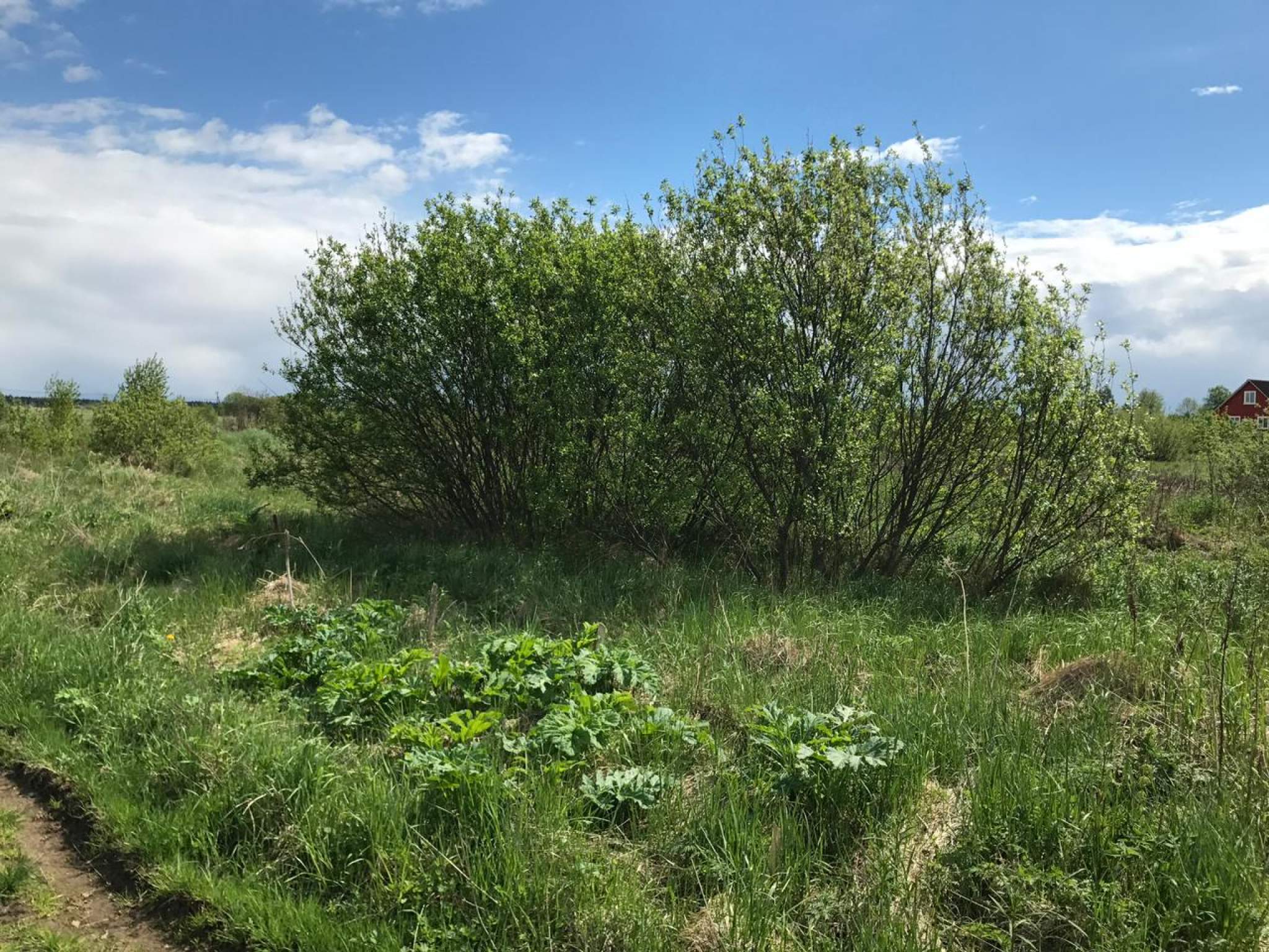 Продажа участка, Оредеж, Сазанова