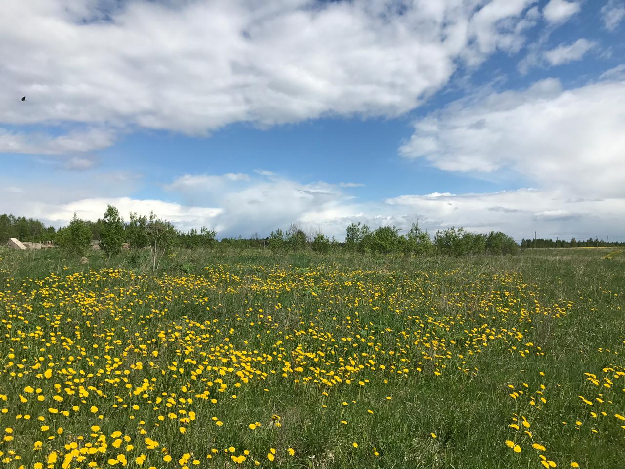 Продажа участка, Оредеж, Сазанова