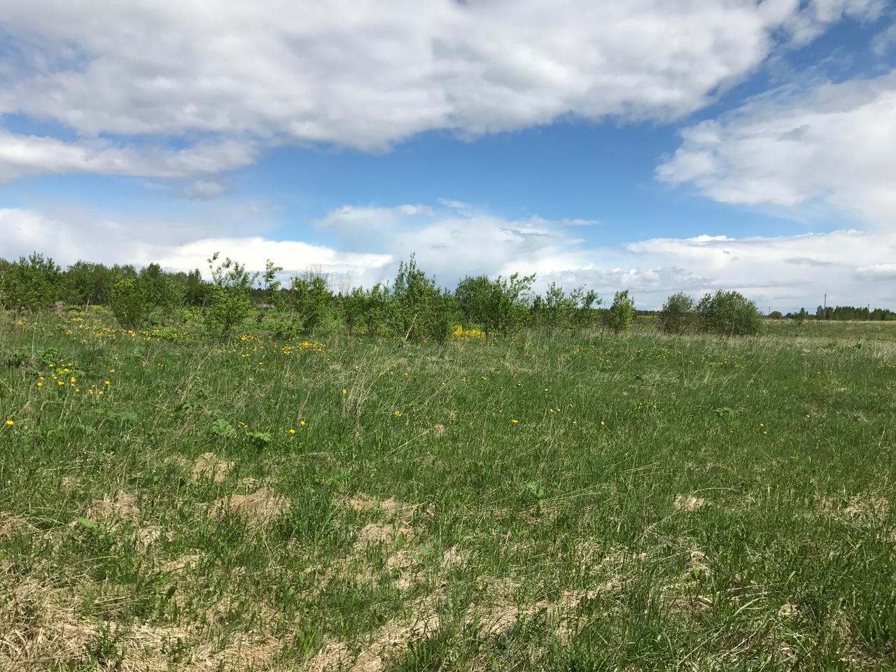 Продажа участка, Оредеж, Сазанова