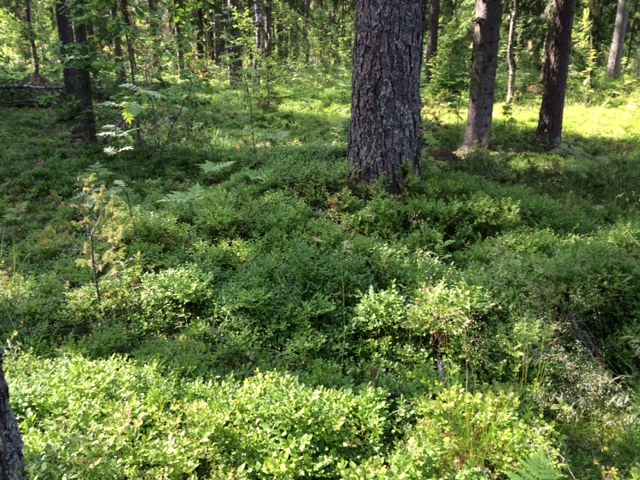 Продажа участка, Ленинградская