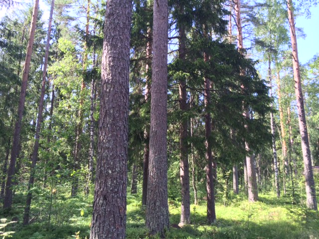 Продажа участка, Ленинградская