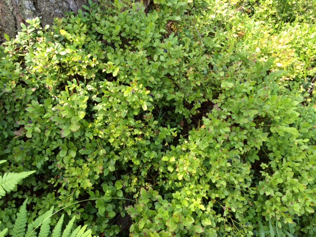 Продажа участка, Ленинградская