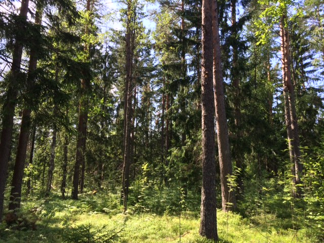 Продажа участка, Ленинградская