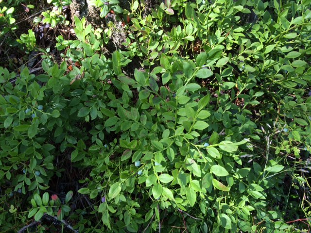 Продажа участка, Ленинградская