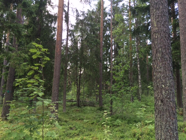 Продажа участка, Ленинградская