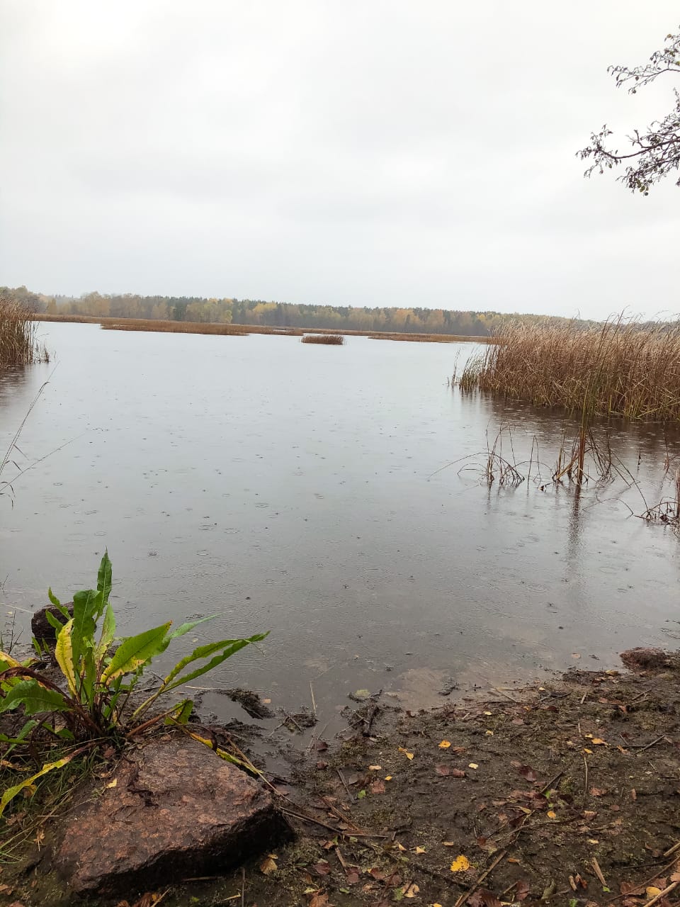 Продажа участка, Ленинградская