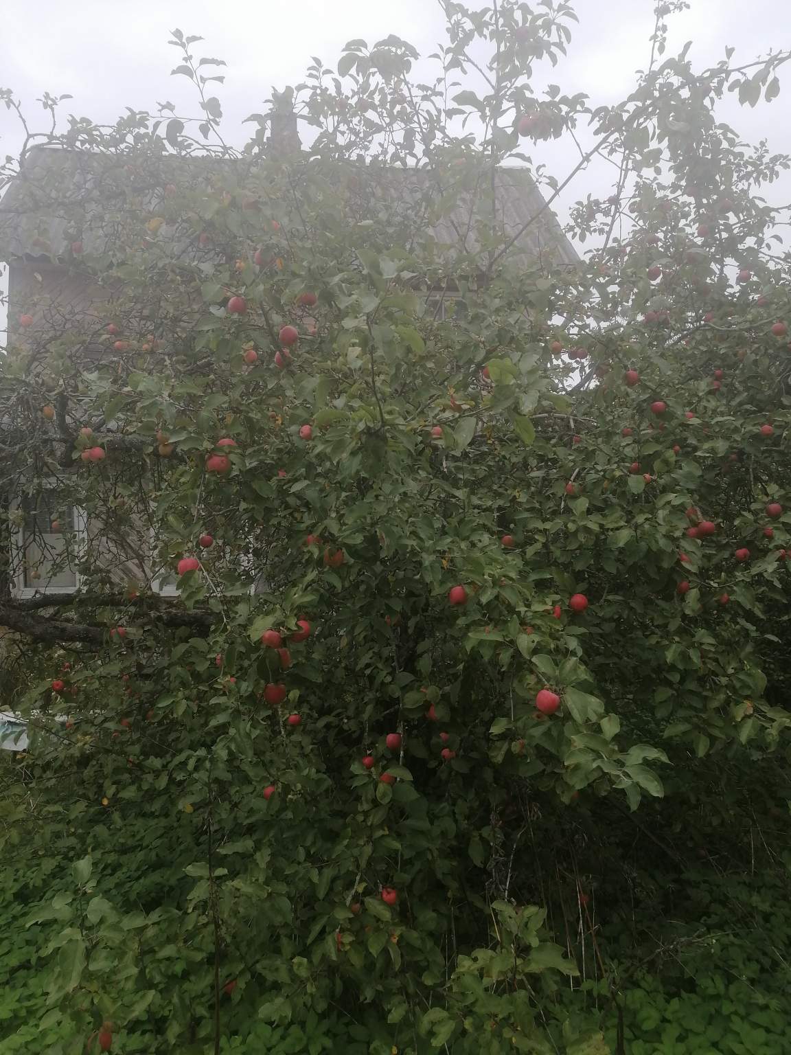 Продажа дома, 70м <sup>2</sup>, 13 сот., Восход, 13-я,  д.36