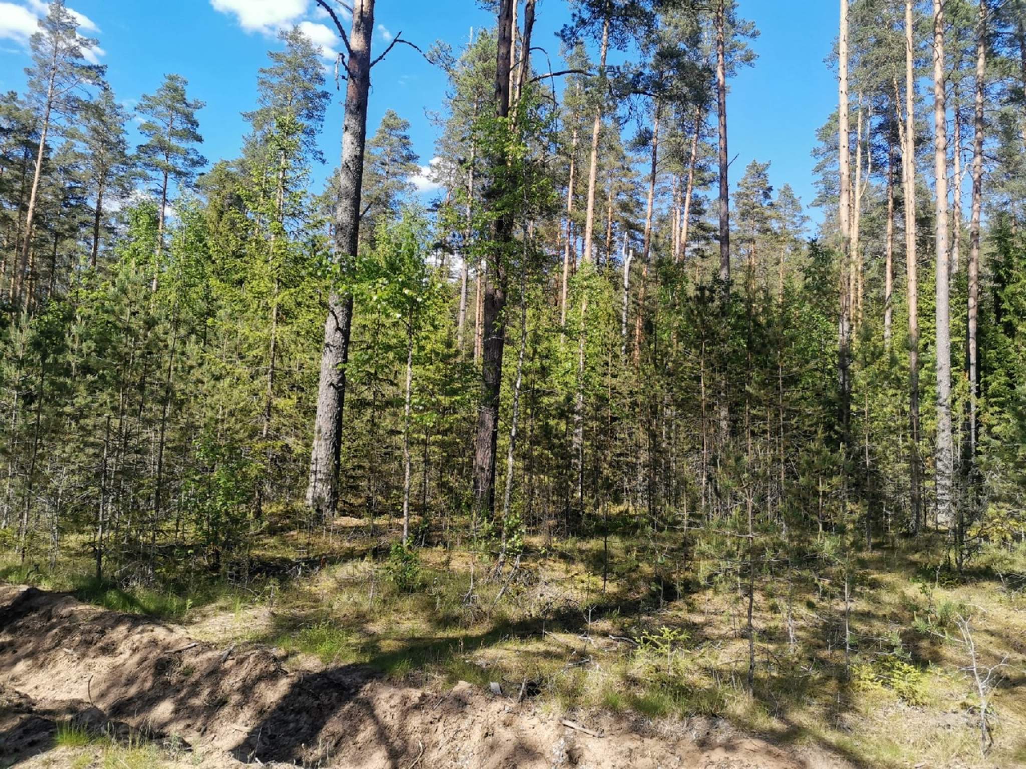 Ижс сосново. Поселок плоское Лужский район Ленинградская область. Плоское Лужский район. Деревня плоское Лужский район. Толмачевский лес.