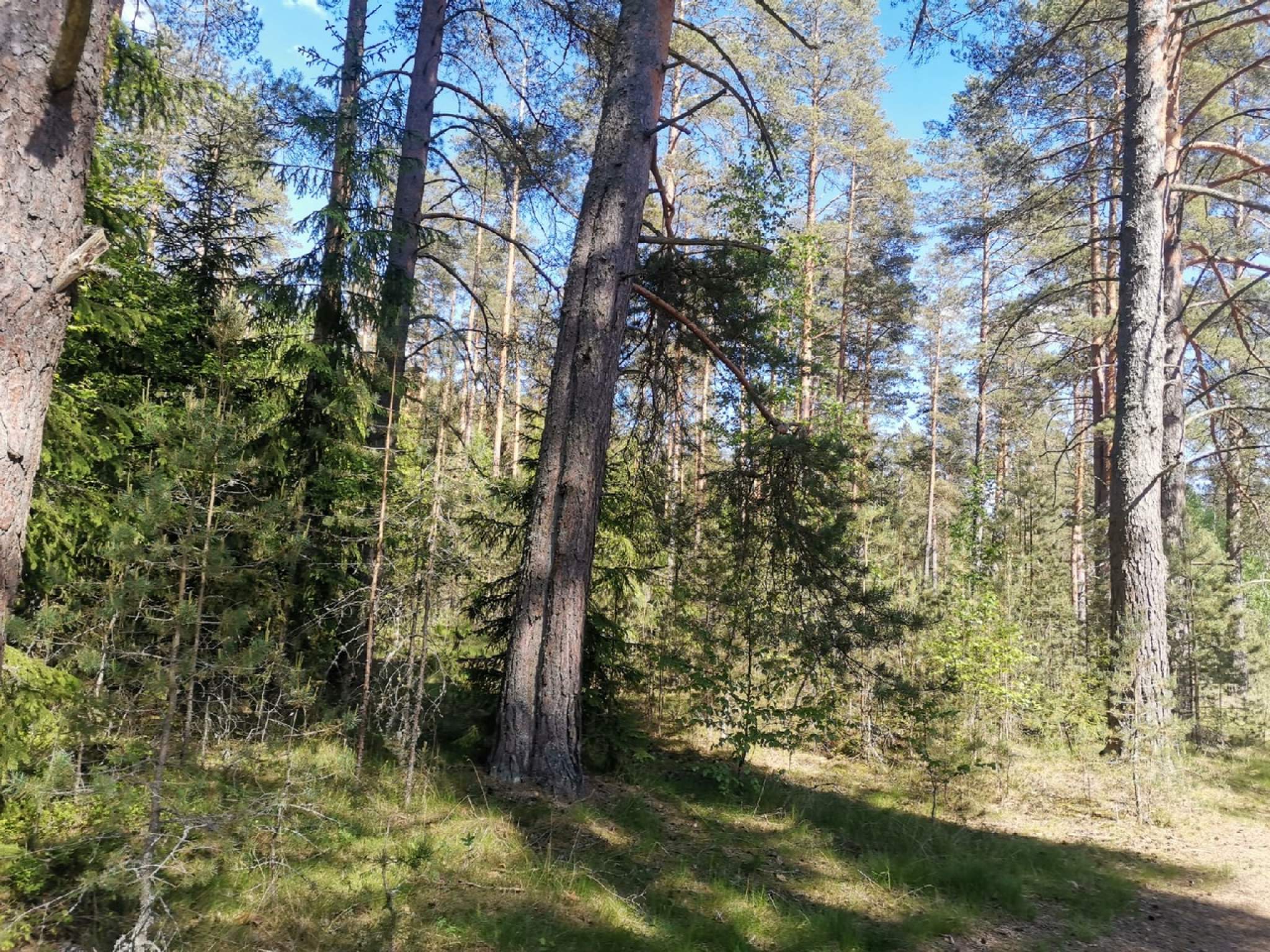 Купить Участок В Деревне Лужского Района