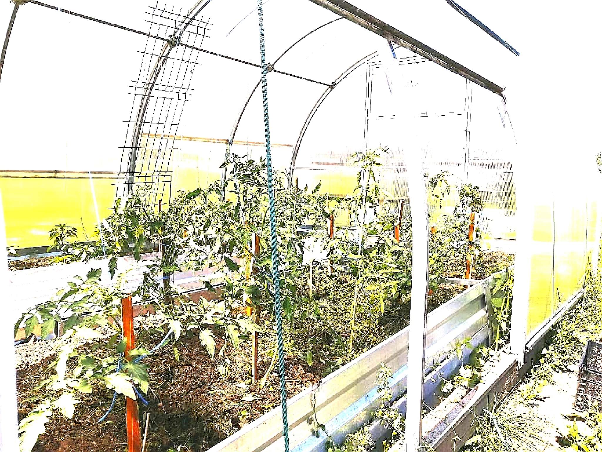 Продажа участка, Ленинградская, Цвелодубовский проезд