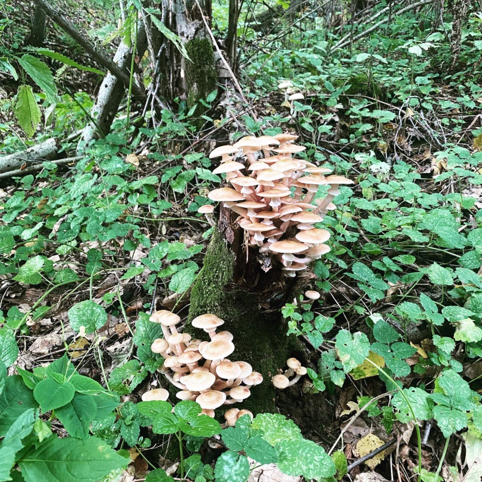 Продажа участка, Московская