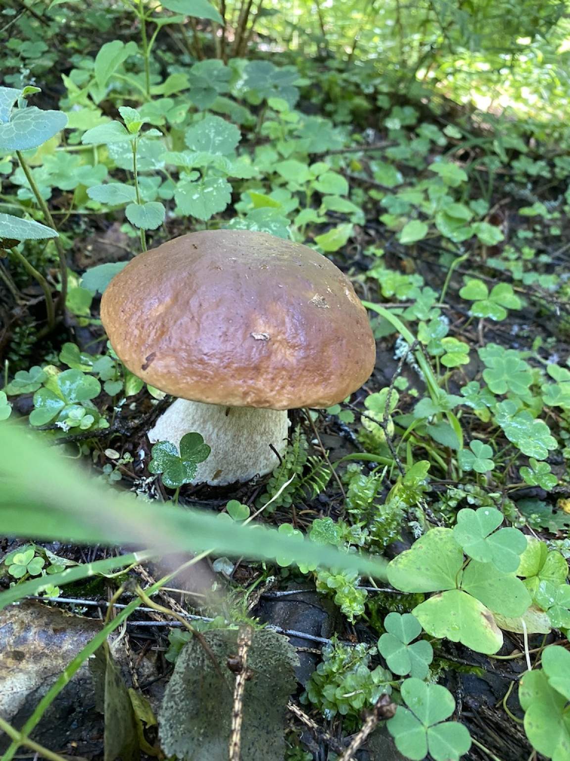 Продажа участка, Московская