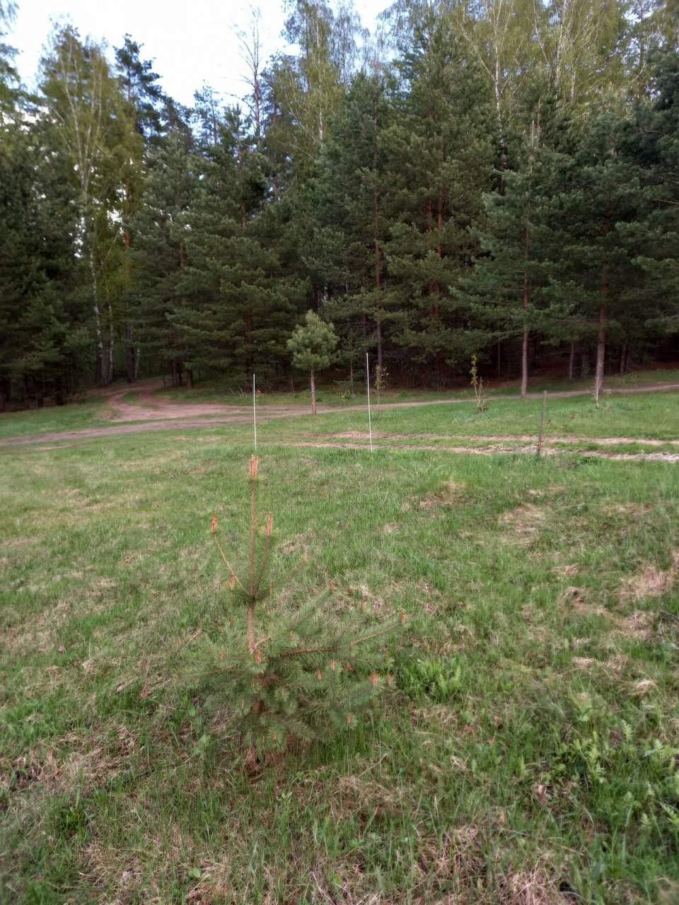 Продажа участка, Голышево