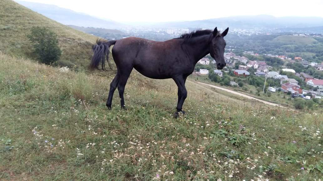Продажа 2-комнатной квартиры, Зеленогорский, Центральная улица,  д.58
