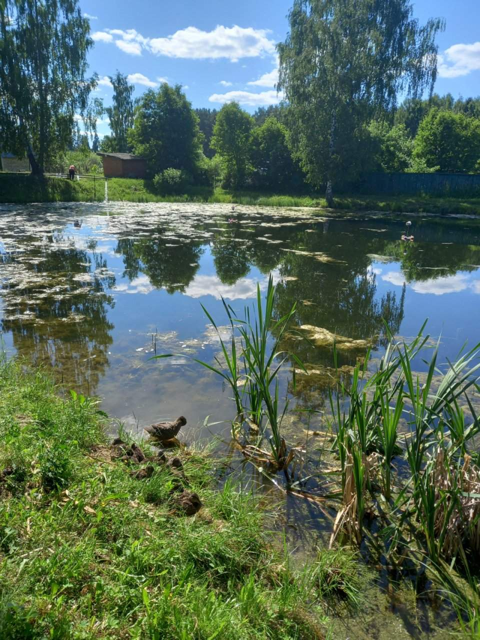 Продажа дома, 24м <sup>2</sup>, 10 сот., Александров