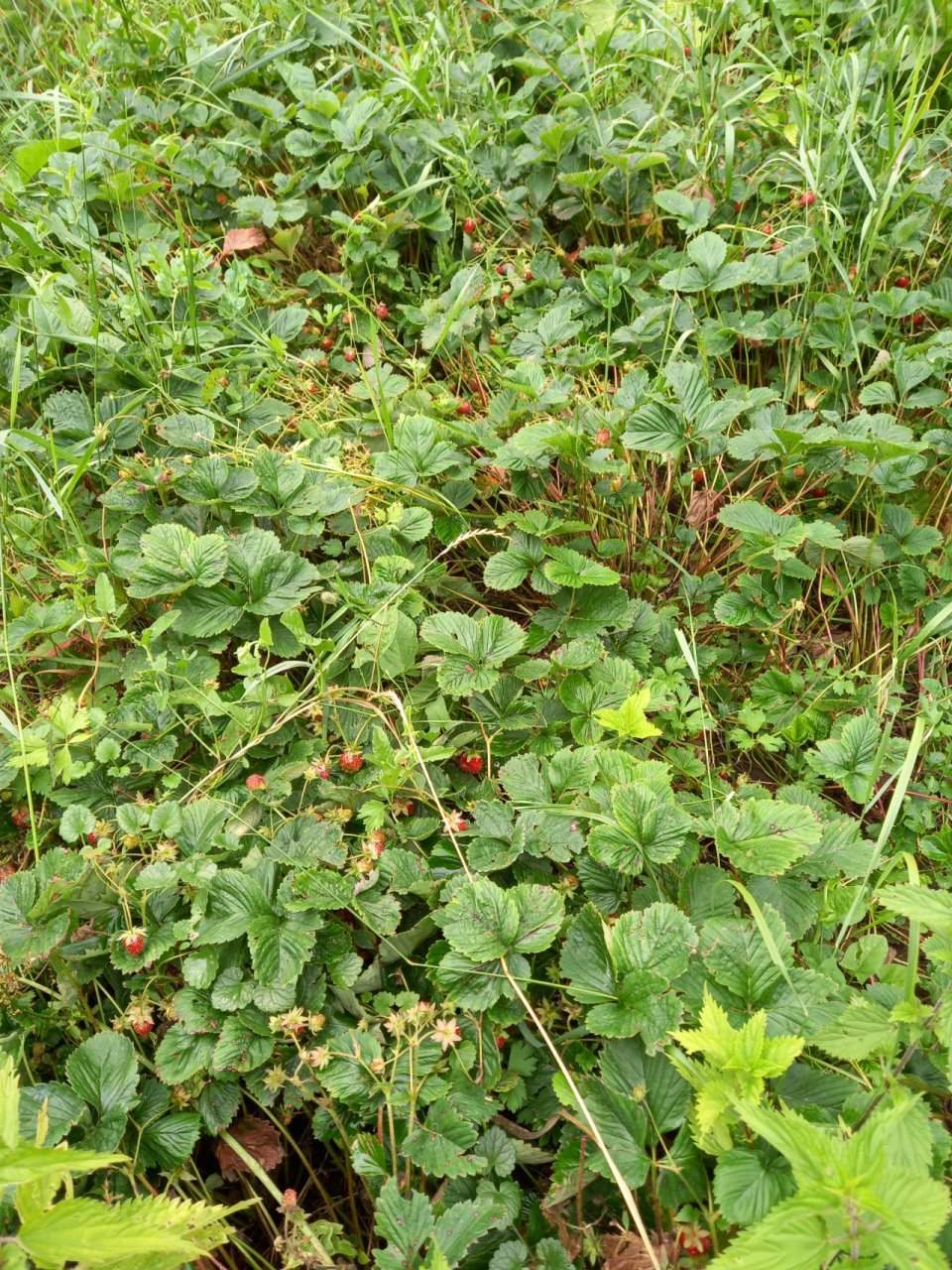 Продажа дома, 40м <sup>2</sup>, 23 сот., Никольское