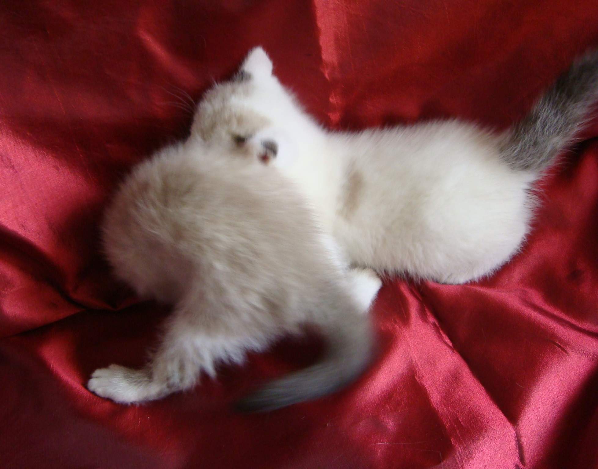 в добрые руки в нальчике. отдам щеночка в добрые руки. щенок кнопочка в добрые руки. собачки в добрые руки. щенки в нальчике.